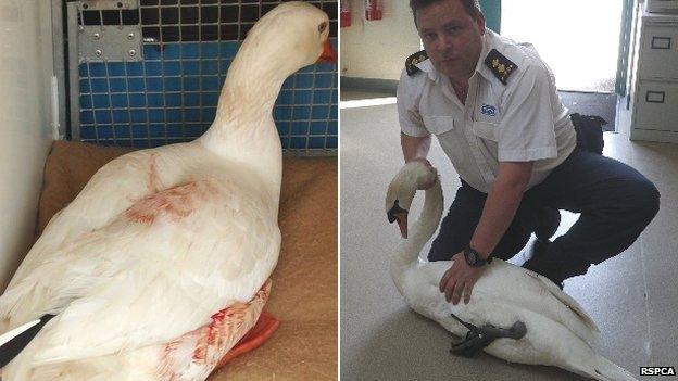 Goose and swan with crossbow injuries