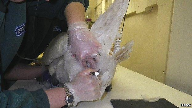 Swan with crossbow injuries