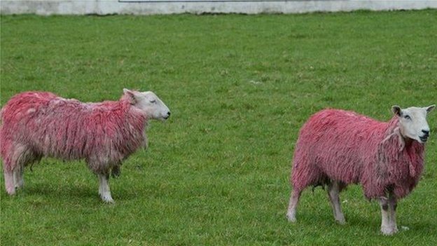 Pink sheep