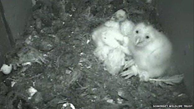 Owlets in nesting box