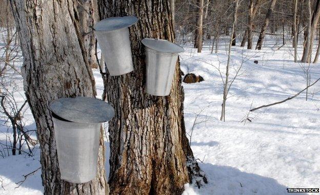 Buckets hanging on tree trunks