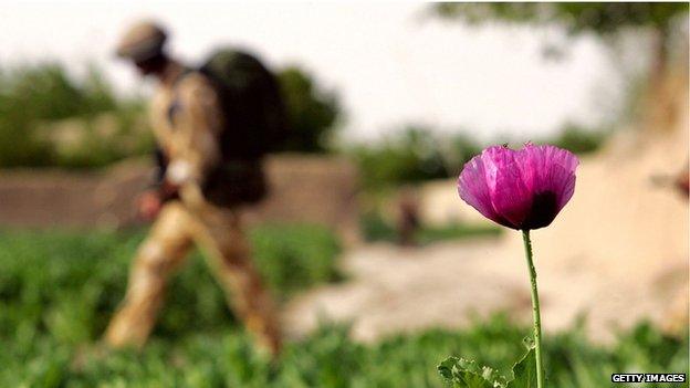 British soldier passes an early blooming poppy, the raw material for heroin, in Helmand