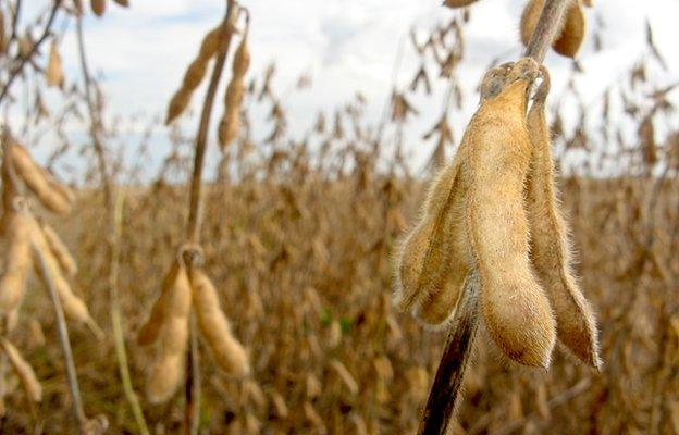 Soya crop