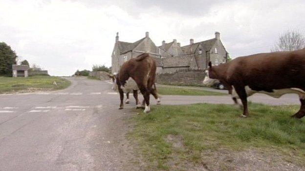 Cows on Minchinhampton Common