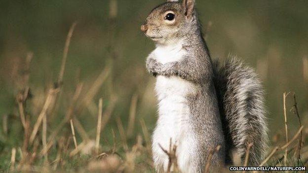 Grey squirrel