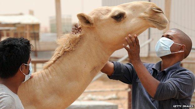 People wear masks while working with a camel