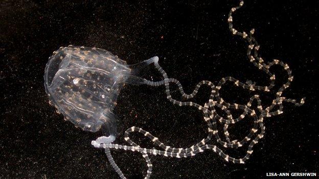 Irukandji box jellyfish