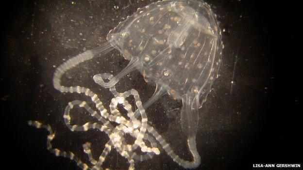 Irukandji box jellyfish