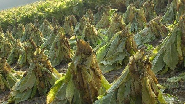 Tobacco plants in a field in Kentucky