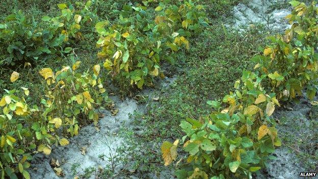 Weeds growing among soya plants