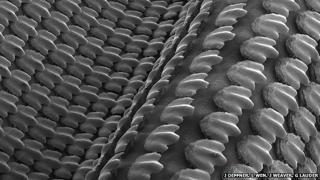 A scanning electron micrograph (SEM) of the 3D-printed shark skin