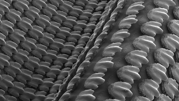 A scanning electron micrograph (SEM) of the 3D-printed shark skin