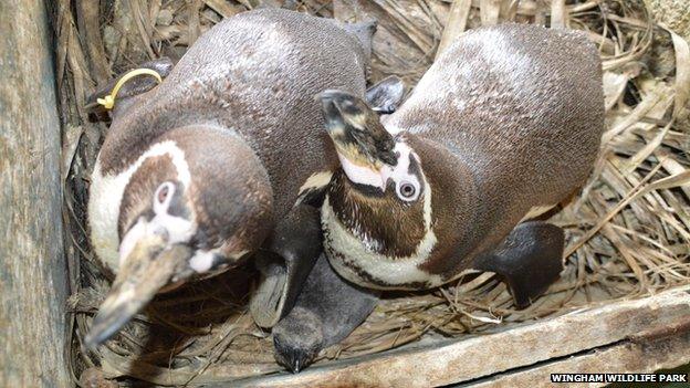 Penguins with chick