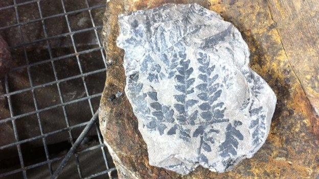 A small number of fossils remained intact following the fire