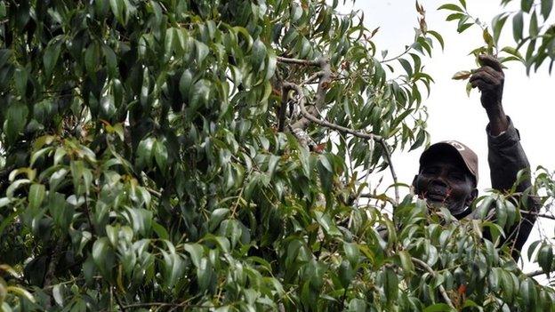 A man gathers khat from a tree on his farm in Meru some 300km north of Nairobi (January 2011)