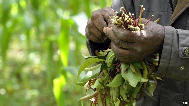 Kenyan man holding khat (January 2011)