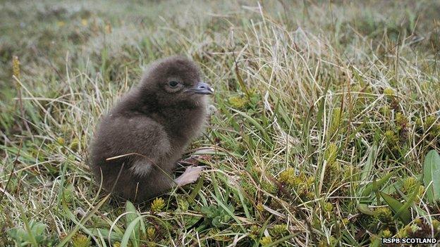 Arctic skua