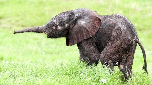 Baby Elephant