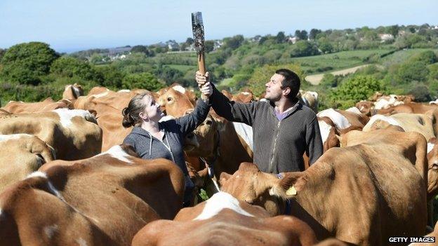 Guernsey cows