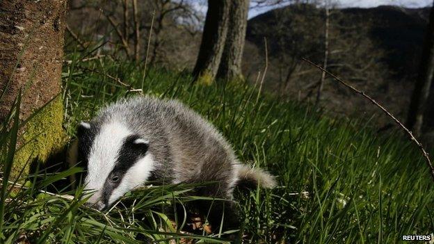 Badger going for a walk in woodland