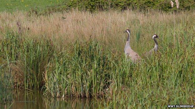 Cranes at WWT Slimbridge