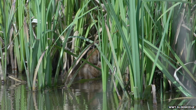 A crane chick at WWT Slimbridge