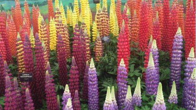 Lupins at the Chelsea Flower Show