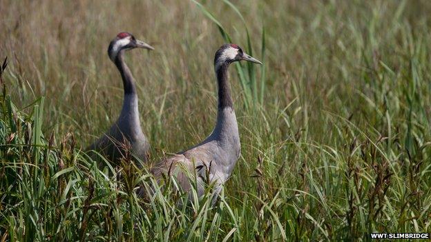 Cranes at WWT Slimbridge