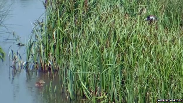 A crane chick at WWT Slimbridge