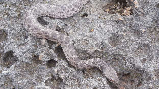 Clarion Nightsnake (Photo: Daniel Mulcahy)