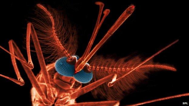 Close -up image of a male mosquito (Image: Science Photo Library)