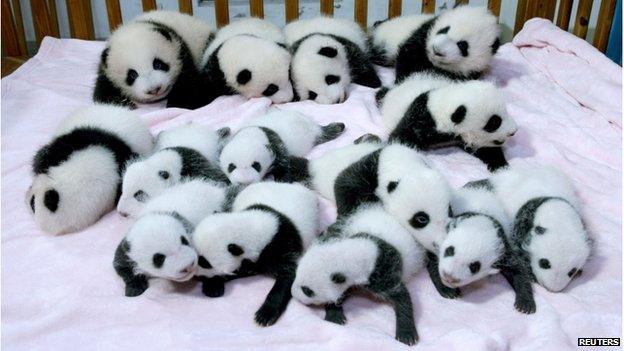 Giant panda cubs lie in a crib at Chengdu Research Base of Giant Panda Breeding in Chengdu on 23 September.