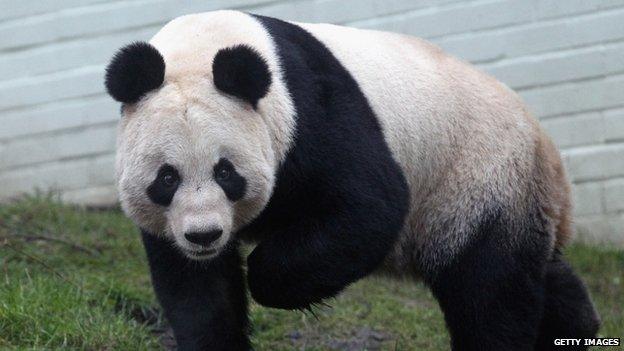 Tian Tian the female panda bear looks out from her enclosure as members of the public view her for the first time at Edinburgh Zoo on 16 Dec, 2011.
