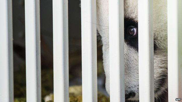Feng Yi , one of two giant pandas on loan from China, is seen from its cage upon its arrival from China at MASkargo near Kuala Lumpur International Airport (KLIA) in Sepang on 21 May