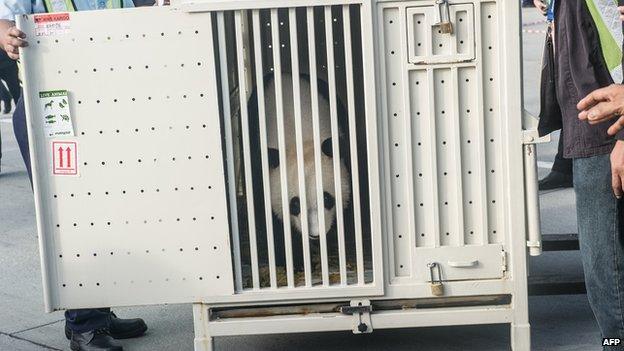 Feng Yi , one of two giant pandas on loan from China, is seen from its cage upon its arrival from China at MASkargo near Kuala Lumpur International Airport (KLIA) in Sepang on 21 May