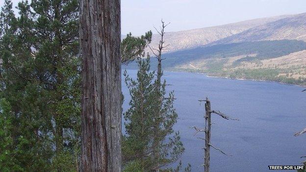 Woods at Loch Arkaig