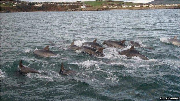 Dolphins near the coast of Douglas, Isle of Man