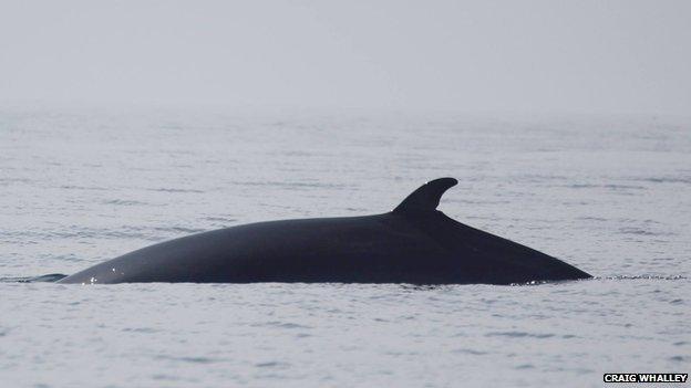 Minke Whale