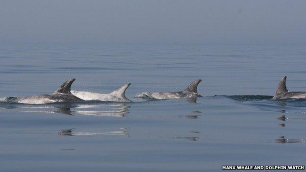 Dolphins near the coast of Douglas, Isle of Man