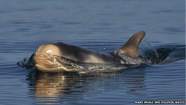 Isle of Man marine life