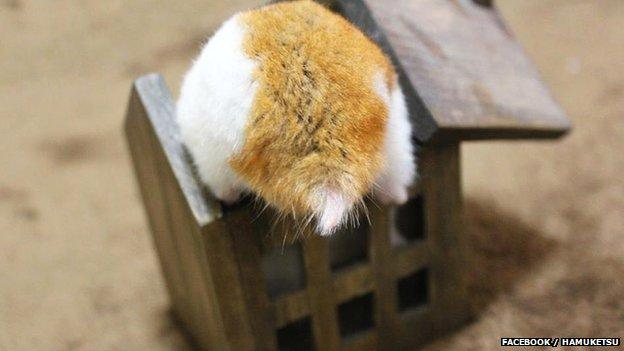 Photo of a hamster uploaded to the Hamuketsu Facebook page