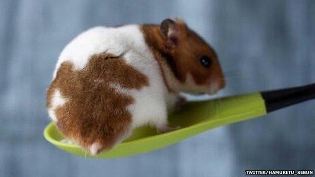 Hamster on a spoon