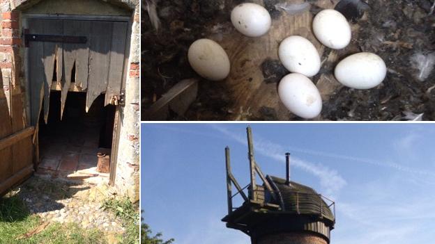 Barn owl eggs and a smashed door at Toft Monks Mill