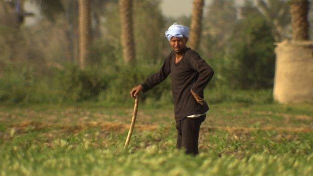 Egyptian farmer