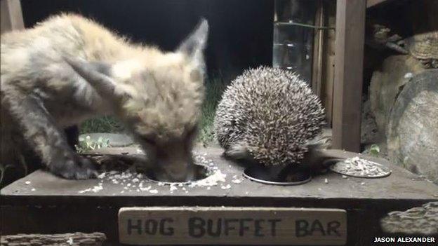 A fox and a hedgehog eating together