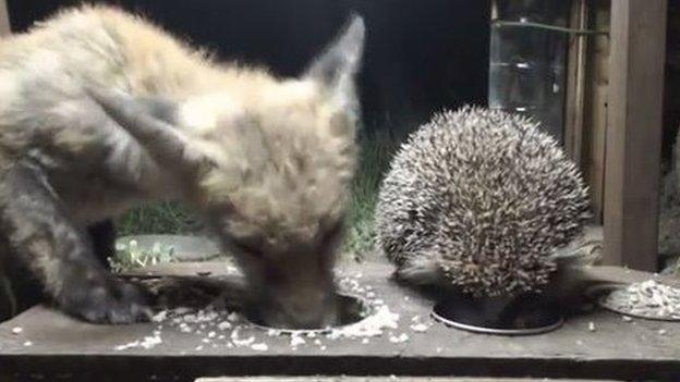 A fox and a hedgehog eating together