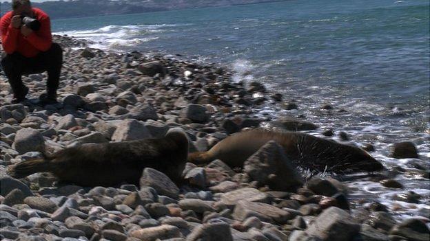 Seal pups released off Jethou