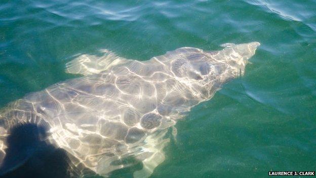 Dolphin under the boat