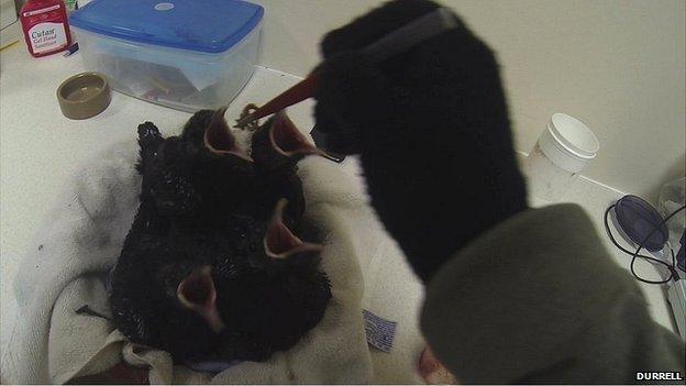 Red-billed chough chicks being fed by hand