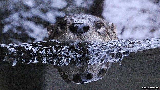 File image of a beaver